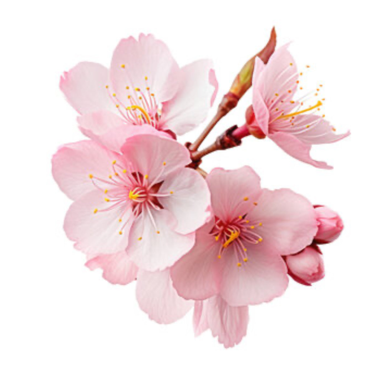 Sakura - Wax melts