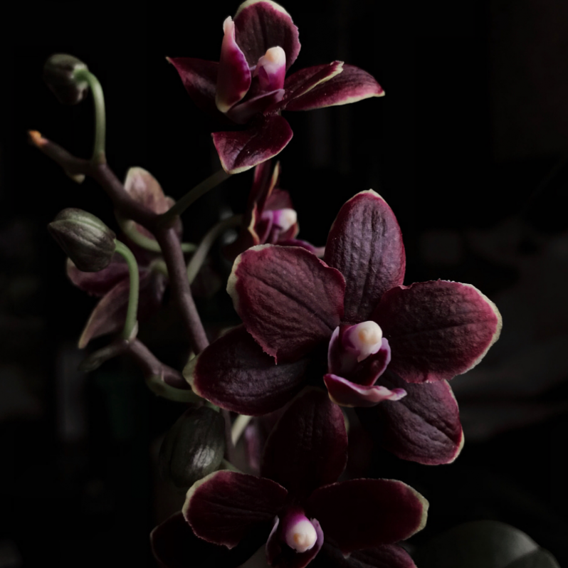 Black Orchid